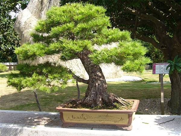 埔里--中台禪寺  榕樹盆栽