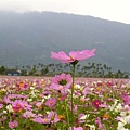 樹湖花海