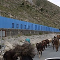 P1150879.JPG