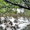 巴克禮紀念公園 (77).jpg