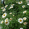 Lovely Daisy。