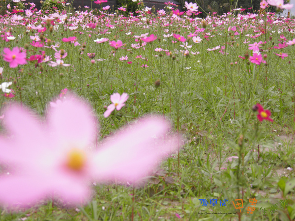 愛上了宜蘭鳳凰宿~波斯菊.春節即將盛開