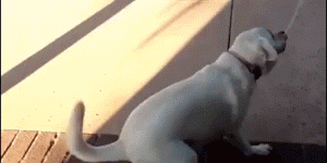 3047414336533041544a.gif 3047414336533041544a.gif