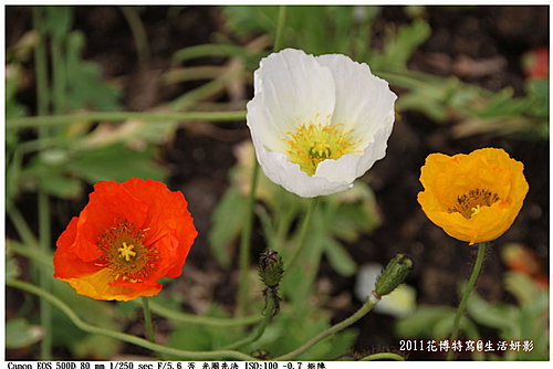 美しい花の画像 ユニーク虞美人草 花