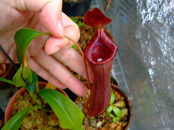 N.lowii x ventricosa.jpg