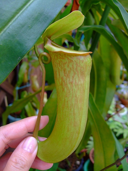 N.khasiana x ventricosa.jpg