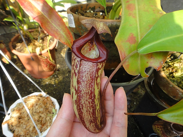 N.sibuyanensis x maxima-2.jpg