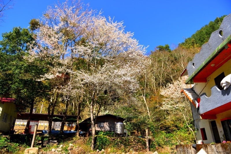 尖石乡秀峦村控溪部落雾社樱