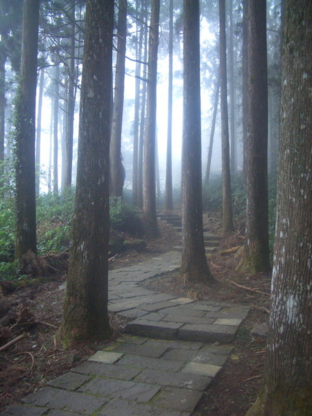 霧霧的樹林