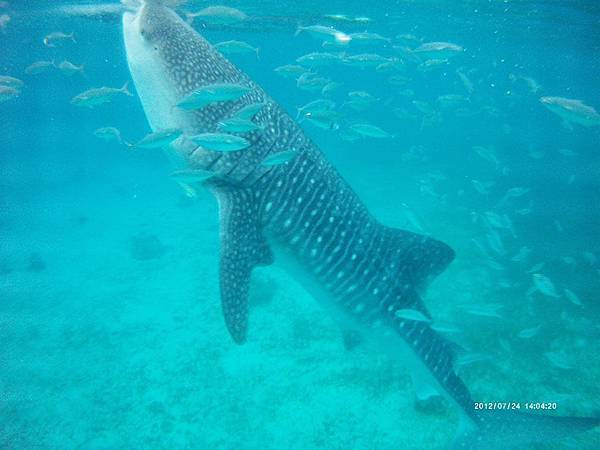 12167611_1211029335579383_829667597_n