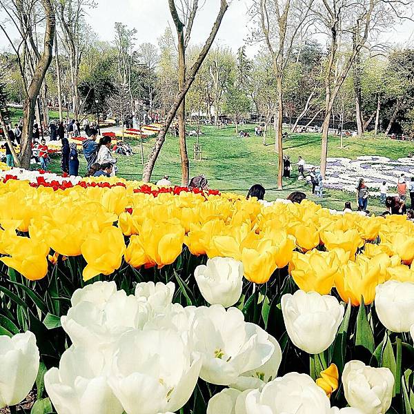 2017 lale emirgan_5834.jpg