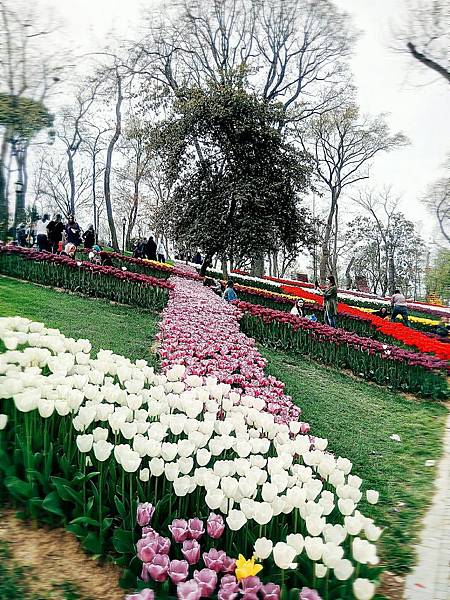 2017 lale emirgan_293.jpg