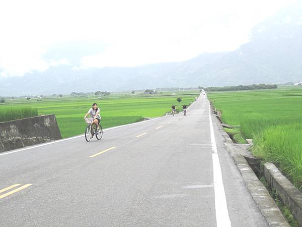 2013.9.1-7 -- 台東鹿野武陵綠色隧道(伯朗大道)