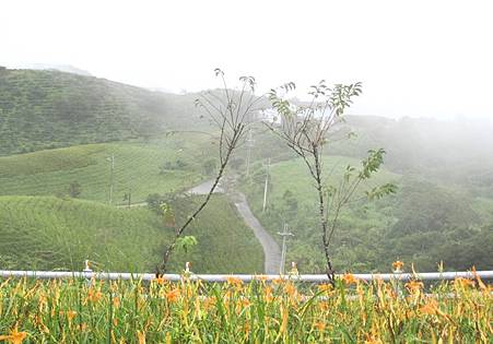 2013.9.1-9 -- 台東富里鄉六十石山金針花海