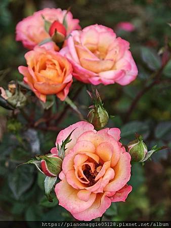 114年師生鋼琴演奏會GlimmeringTime #流光玫