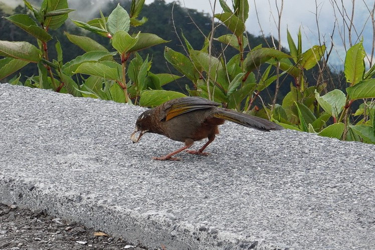 金翼白眉