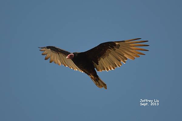 Turkey Vulture Turkey Vulture