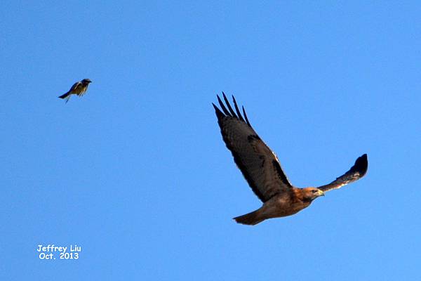 DSC_1006 DSC_1006