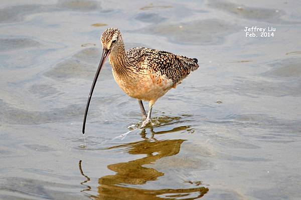 Curlew Long-billed DSC_0413