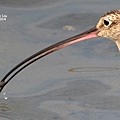 Curlew Long-billed DSC_0418