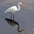 Egret Greter DSC_0410