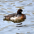 Scaup F DSC_0590