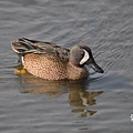 Teal Blue-winged  DSC_0700