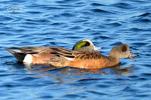 Am Wigeon DSC_2026 Am Wigeon DSC_2026