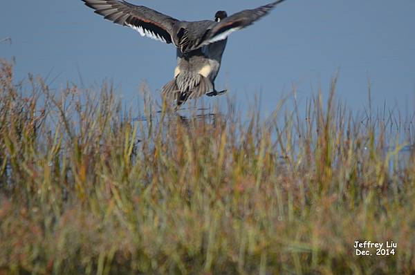 Pintail N DSC_2006