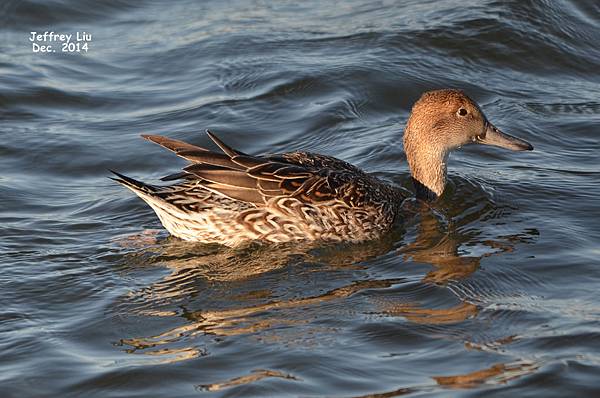 Pintail N DSC_2033