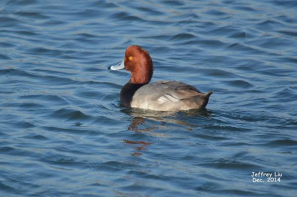 Redhead DSC_2219