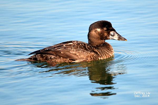 Surf Scoter DSC_2058