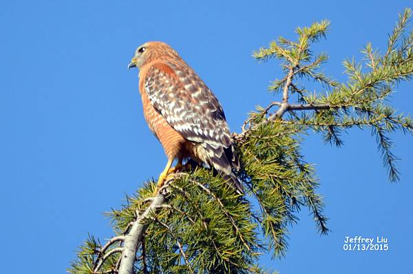 DSC_2179 DSC_2179
