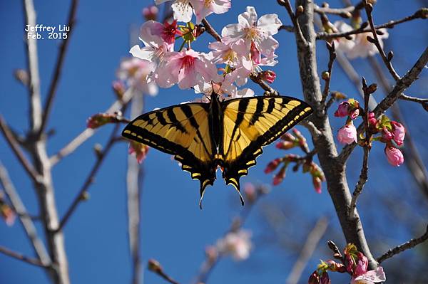 DSC_0055 DSC_0055