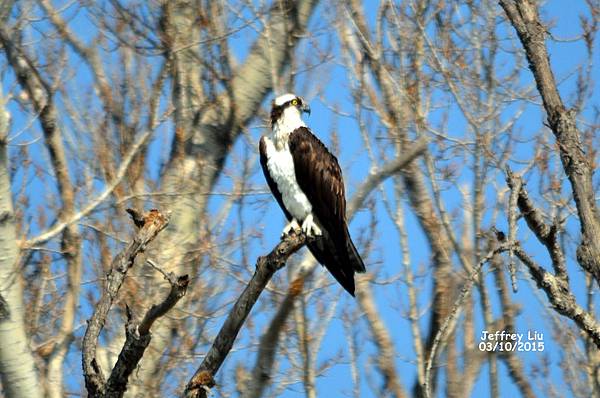 DSC_2332 DSC_2332