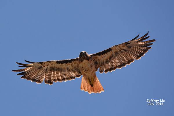1DSC_1600 1DSC_1600