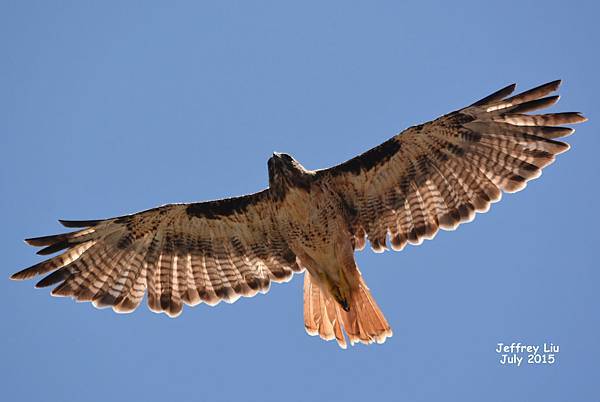 2DSC_1603 2DSC_1603