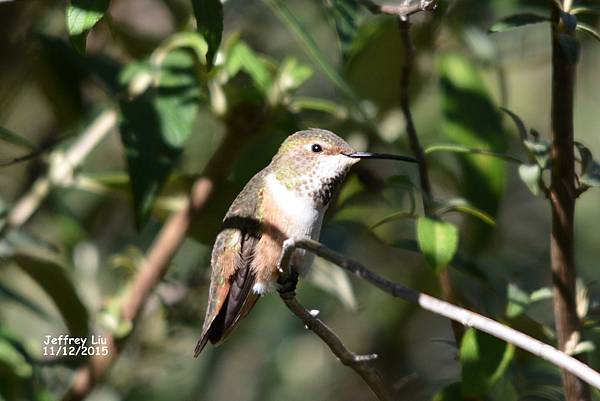 DSC_5233 DSC_5233