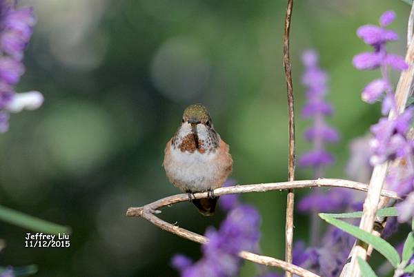 DSC_5235 DSC_5235