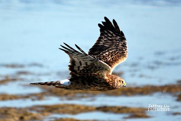 DSC_6540 DSC_6540