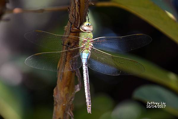 DSC_5775 DSC_5775