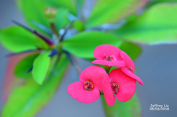 DSC_1278a (1) DSC_1278a (1)