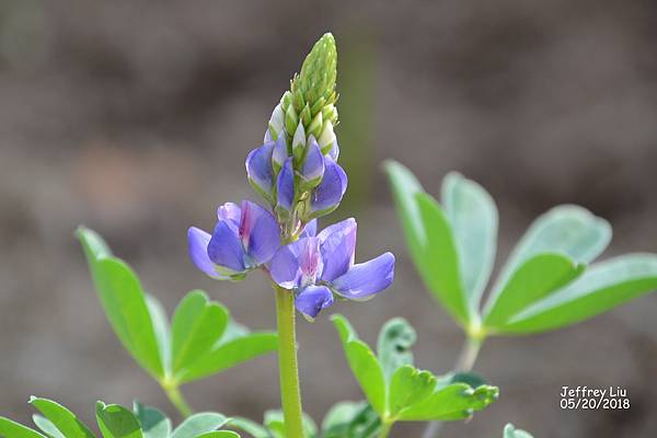 1DSC_1385 1DSC_1385