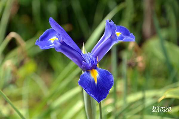 Iris 鳶尾花綻放 和鳶的連想 Jeffreypicstory 痞客邦 Iris 鳶尾花綻放 和鳶的連想 Jeffreypicstory 痞客邦