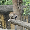 2010.03.28 動物園 (06) 老猴吃鞋