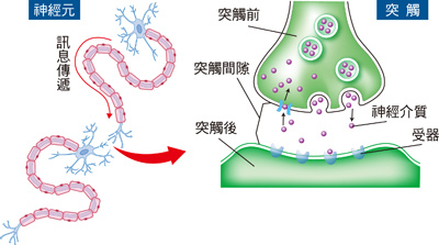 neurons05.jpg neurons05.jpg