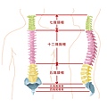 脊椎結構.jpg