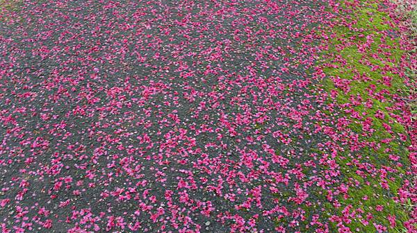 DSC00652.JPG DSC00652.JPG