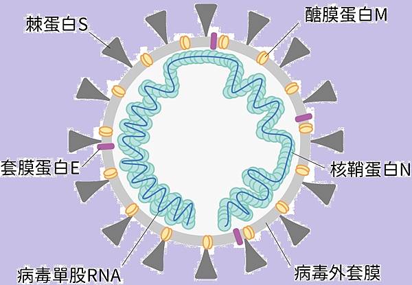 冠狀病毒.jpg