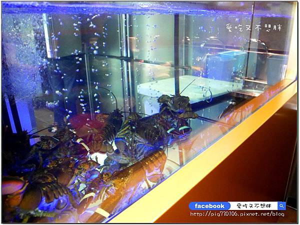 【新北市三重/美食】霸氣海鮮船超浮誇!新鮮活體龍蝦直送,保證新鮮!文末告訴你如何獲得免費的手工花枝漿~鼎 精緻涮涮鍋 【新北市三重/美食】霸氣海鮮船超浮誇!新鮮活體龍蝦直送,保證新鮮!文末告訴你如何獲得免費的手工花枝漿~鼎 精緻涮涮鍋